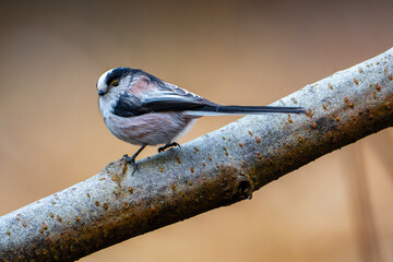 Long-tailed tit on a branch in a spring forest, close-up, looking at the camera