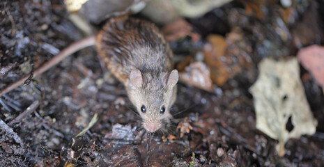 Wild house mouse (Mus musculus) living in the garden among rotting plant remains.