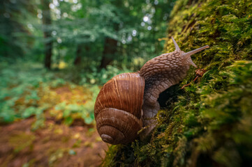 Close-up of a snail crawling on mossy tree in a vibrant forest scene
