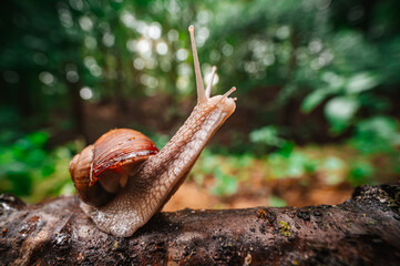 Close-up of a snail crawling on mossy tree in a vibrant forest scene