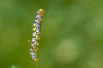 Close-up of Shargacucullia scrophulariae Caterpillar Climbing a Plant in the Forest