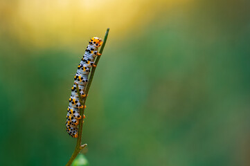 Close-up of Shargacucullia scrophulariae Caterpillar Climbing a Plant in the Forest