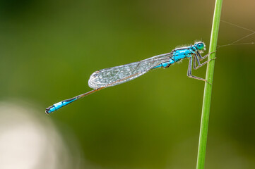 Damselfly on a Grass Blade, Macro Shot with Green Background