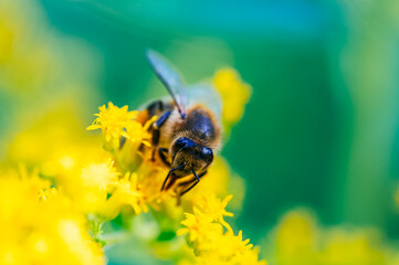 Honeybee Pollinating Yellow Flower in Macro Shot