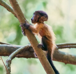 Baby monkey tufted capuchin in Brazilian amazon rainforest clinging to tree