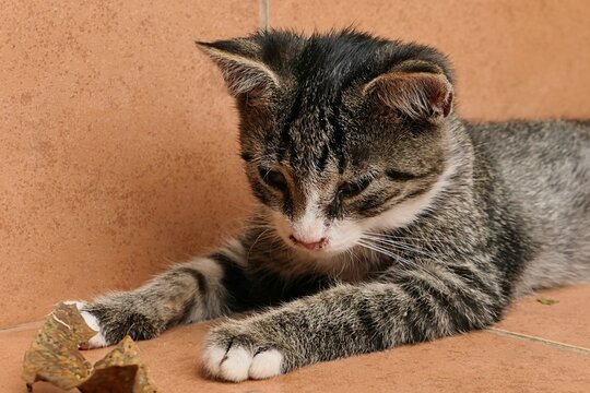 Detail of cute tabby male crossbreed kitten with white paws, nose area and neck watching fallen autumn leaf on orange tiled stairs. Slightly snotty nose from some flu is present. 
