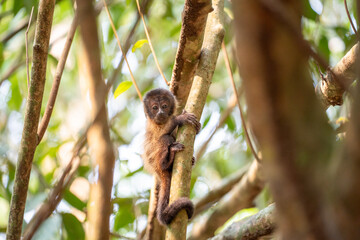 Baby monkey tufted capuchin in Brazilian amazon rainforest clinging to tree