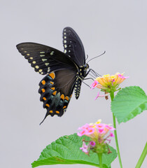 Spicebush swallowtail (Papilio [Pterourus] troilus) feeding on lantana flowers, Galveston, Texas, USA.