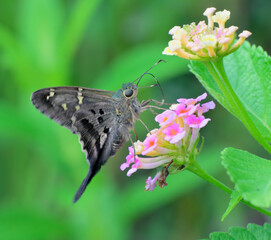 Long-tailed skipper butterfly (Urbanus proteus) feeding from lantana flowers, Galveston, Texas, USA.
