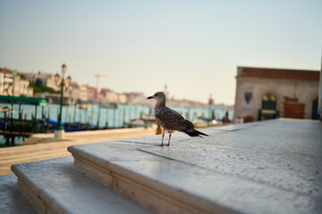 Venice and its canals,streets,buildings and birds