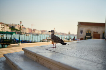 Venice and its canals,streets,buildings and birds