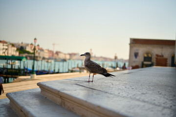 Venice and its canals,streets,buildings and birds
