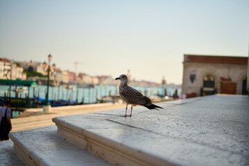 Venice and its canals,streets,buildings and birds