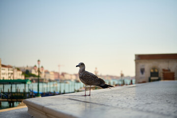Venice and its canals,streets,buildings and birds