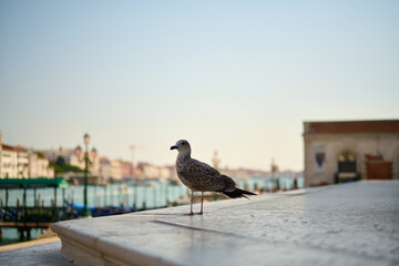 Venice and its canals,streets,buildings and birds