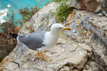 Dramatic Cliffside Vista Curious Seagull Observing Vast Ocean Expanse Pristine Sky Coastal Flora Idyllic Tourism Destination.