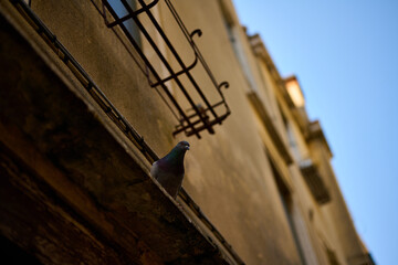 Venice and its canals,streets,buildings and birds
