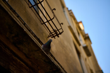 Venice and its canals,streets,buildings and birds