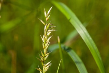 Spikes of hairy melic, Melica ciliata