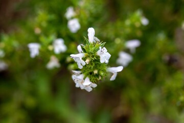 Flowers of the savory Satureja cuneifolia