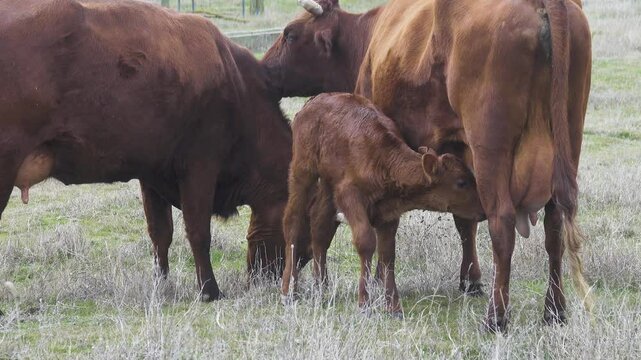 Animal behavior. Calve sucks milk from his mother. Calf encourages mother to give out milk by pulling nipples and poking face in nursing mother udder, reflexive behaviour. Cow licks heifer daughter