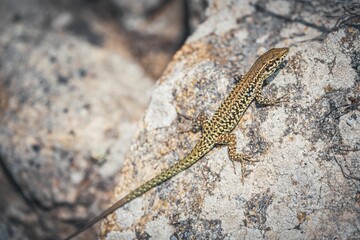 Lizard on rocky surface in natural habitat