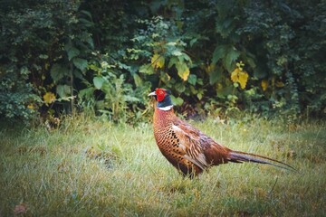 Fototapeta premium Male pheasant in lush greenery