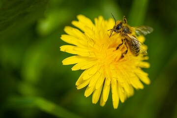 Bee collecting nectar from a dandelion flower