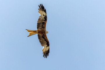 Majestic bird of prey soaring in clear blue sky.