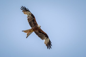 Majestic bird of prey soaring in clear blue sky