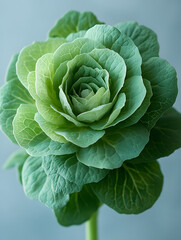 Fototapeta premium Beautiful green cabbage with intricate leaf patterns against a soft blue background, perfect for food and nature themes.