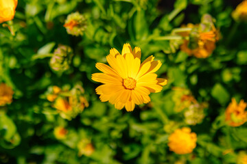 Calendula flowers on flower bed. Medicinal flowers. Orange flower closeup