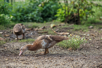 Brown Duckling Foraging on Farm Ground. Farming.
