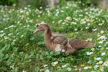 Farming. Brown Duckling in Field of Wildflowers.