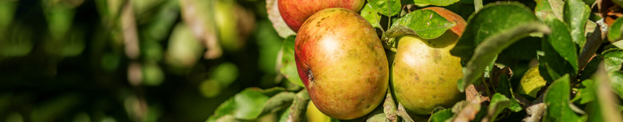 Harvesting. Close-Up of Ripe Apples Growing on Tree. Banner for web site