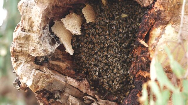 bee hive in a red gum tree hollow on a farm in australia. native bee hive