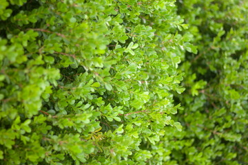 green plant leaves spring nature