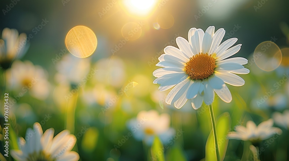 Aufkleber green sunny spring meadow with daisies. blurred background with light bokeh. generative ai.