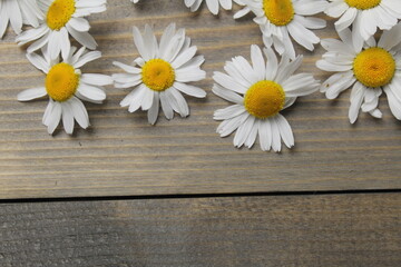 Obraz premium Chamomile flower on wooden grey copyspace background