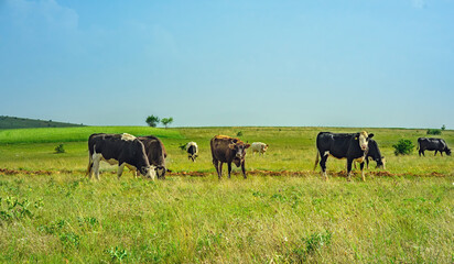 Cattle and cows in pasture. Farm animals are grazing. Herd of cows grazing on a farmland.