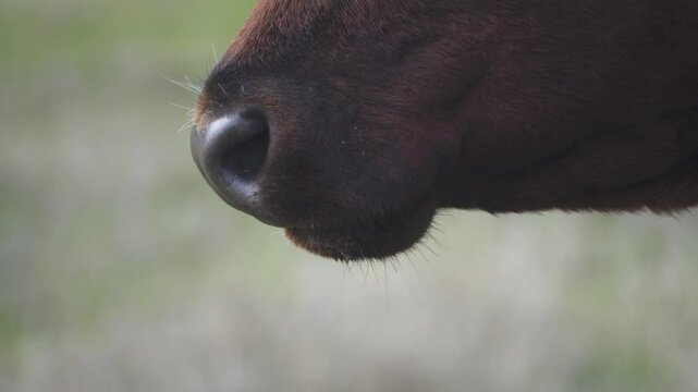 The cow is chewing the cuddy (grazing animal), the chewing reflex. The monotonous movement of the jaws and the regurgitation of a new portion of grass. Close-up