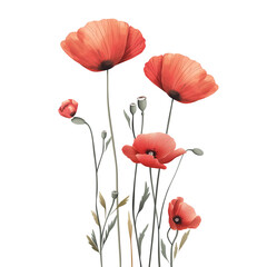 Obraz premium red poppies isolated on white