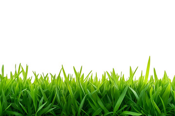 Fototapeta premium Green grass set on transparent background