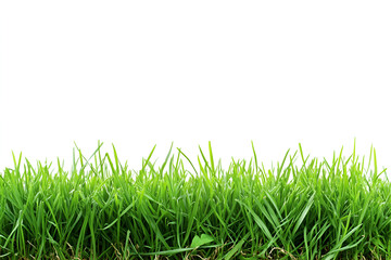 Fototapeta premium Green grass set on transparent background