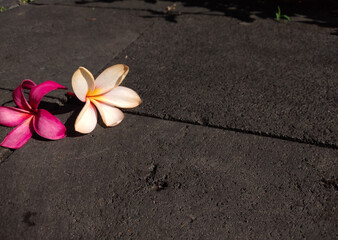 frangipani flower