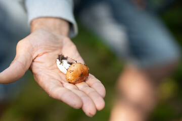 Small Suillus mushroom with brown head and white stand in man hand on blurred background. Picking season, nature and forest concept. Autumn, soft focus