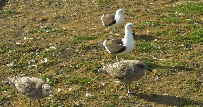 Gulls (Larinae) and skuas on Magdalena Island, Strait of Magellan, Patagonia, Chile, South America