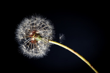 dandelion seed head