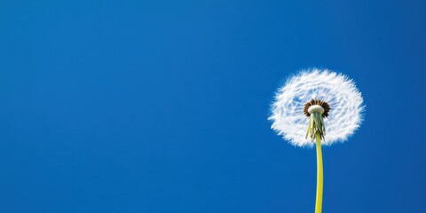 A close-up of a single dandelion seed head standing against a clear, vibrant blue sky, symbolizing serenity, simplicity, and the beauty of nature's small wonders.