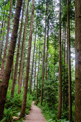 Fototapeta premium Walking trail through a thick pine tree forest
